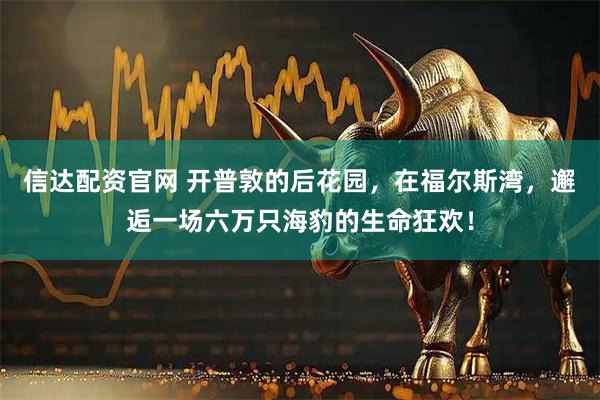 信达配资官网 开普敦的后花园，在福尔斯湾，邂逅一场六万只海豹的生命狂欢！