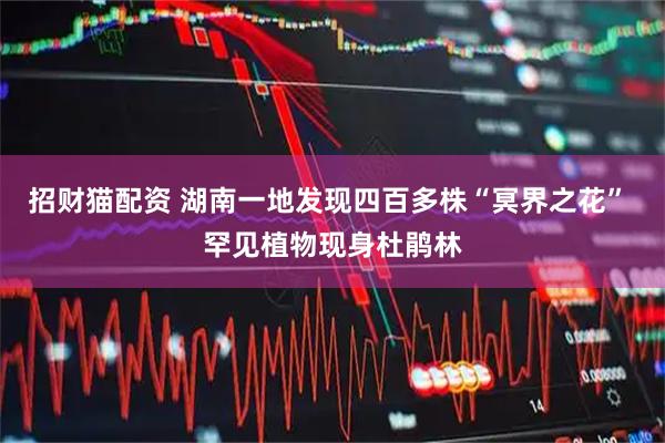 招财猫配资 湖南一地发现四百多株“冥界之花” 罕见植物现身杜鹃林